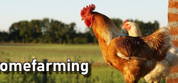 Geflügelverkauf: Saison 2026 startet!