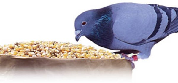 Züchtertreffen-Aktionswoche vom 06.-14. Februar 2026